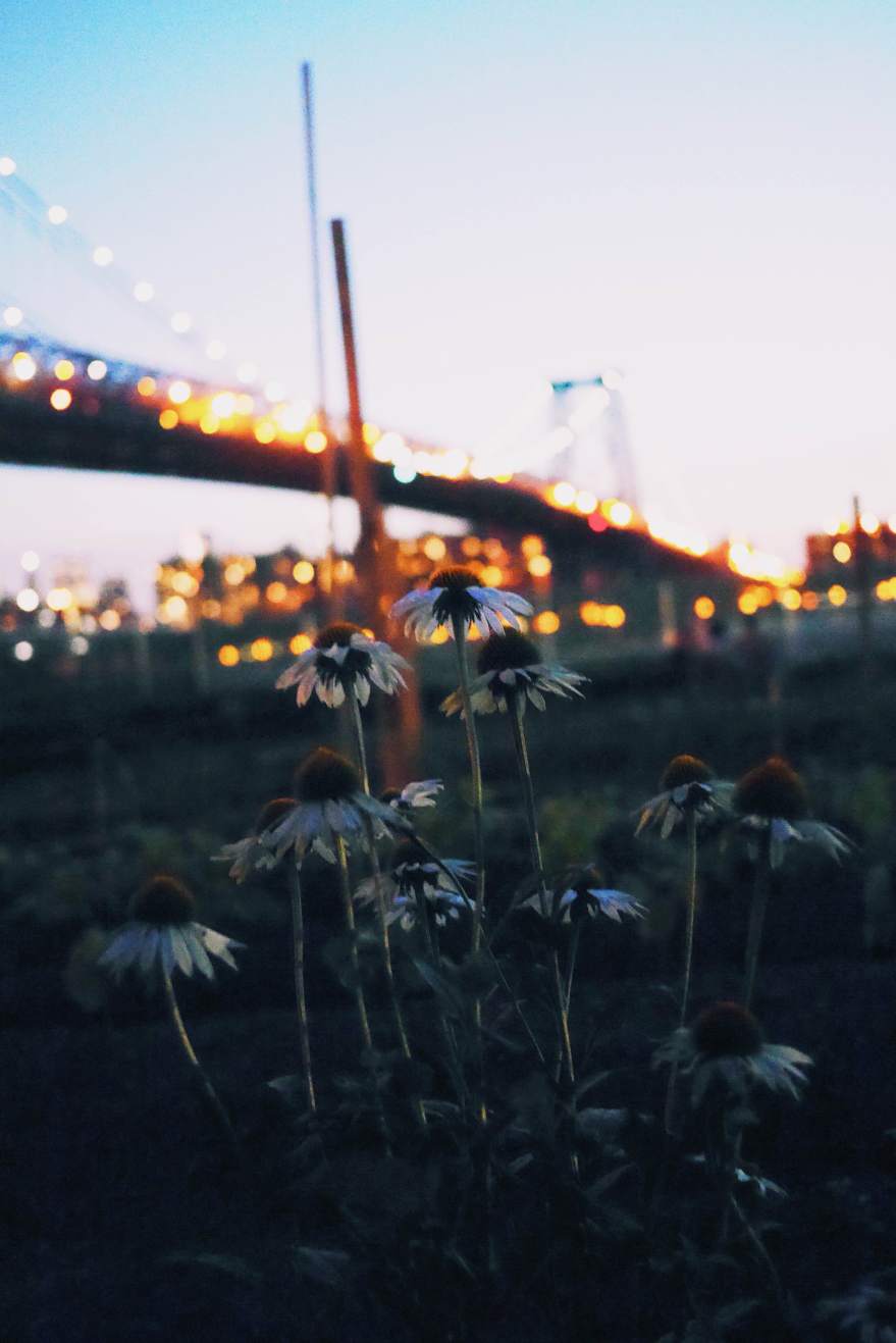 Flowers beneath the Manhattan Bridge